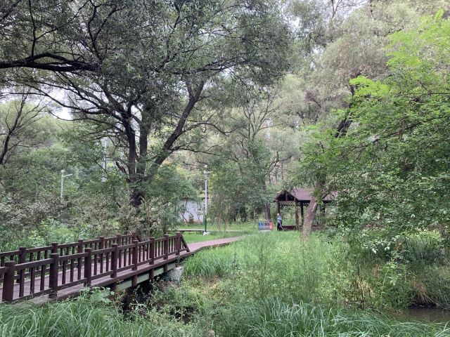海滨国家森林公园旅行图片 2