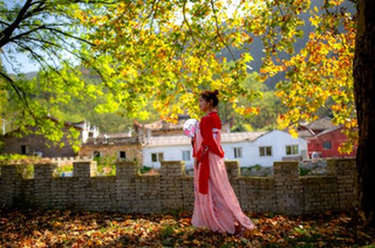 刘家山之秋,书香河畔的百年老银杏黄了