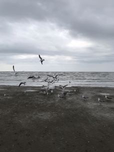 大鹿岛风景区-东港-红瓤西柚