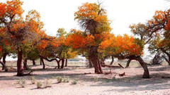 张掖游记图片] 《金秋陇蒙行》
