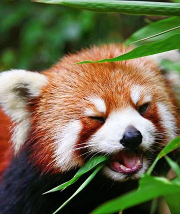 去哪撸小熊猫？云南这个野生秘境藏不住了！