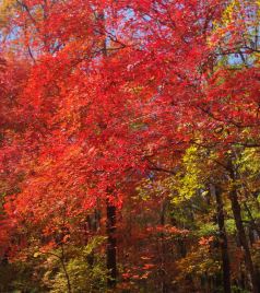 舒兰游记图文-舒兰，从红叶谷到俄罗斯风情小镇