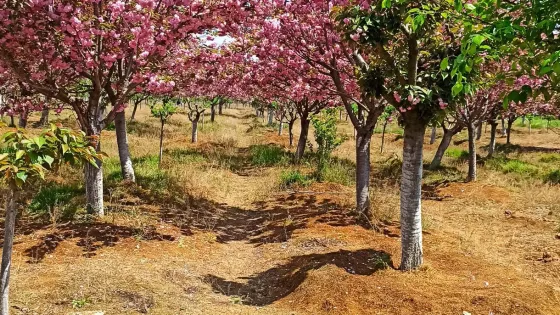 浮山櫻花園
