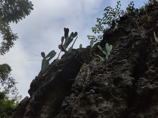 仙人掌，天生桥石丛的风景