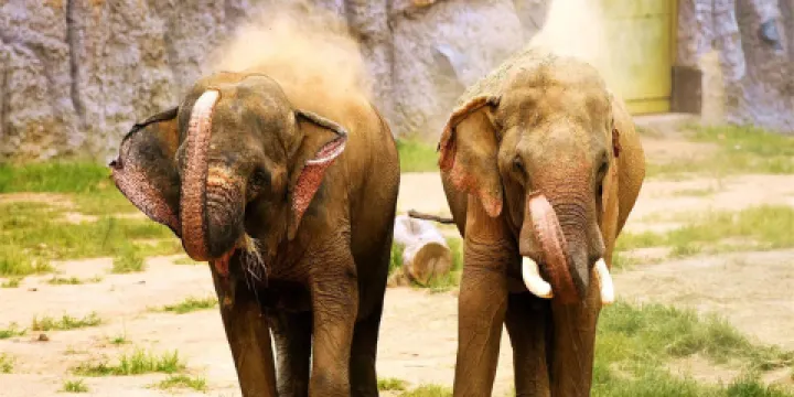 青島森林野生動物世界