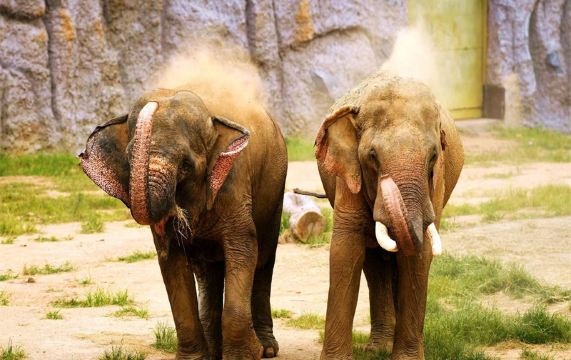 青岛森林野生动物世界