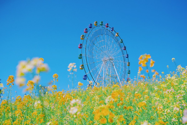 四川犍为旅游必玩,坐百年火车,观千年庙镇,游万年湖泊,赏亿年桫椤