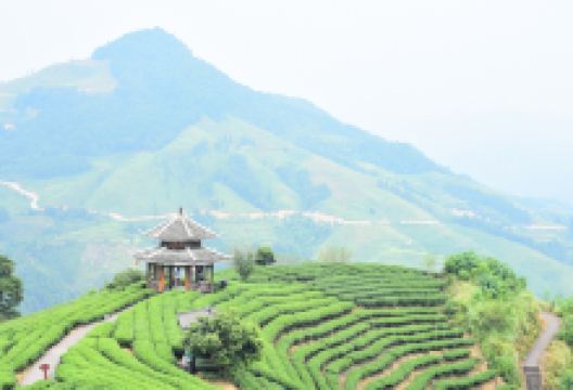 峨山高香万亩生态茶文化旅游区景点图片