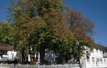 Gasthaus zum Uhlberg餐厅图片