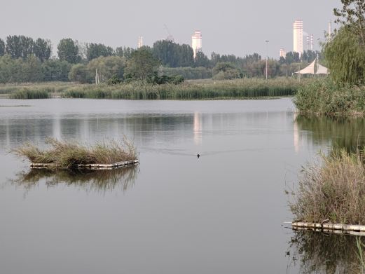 墨子湿地