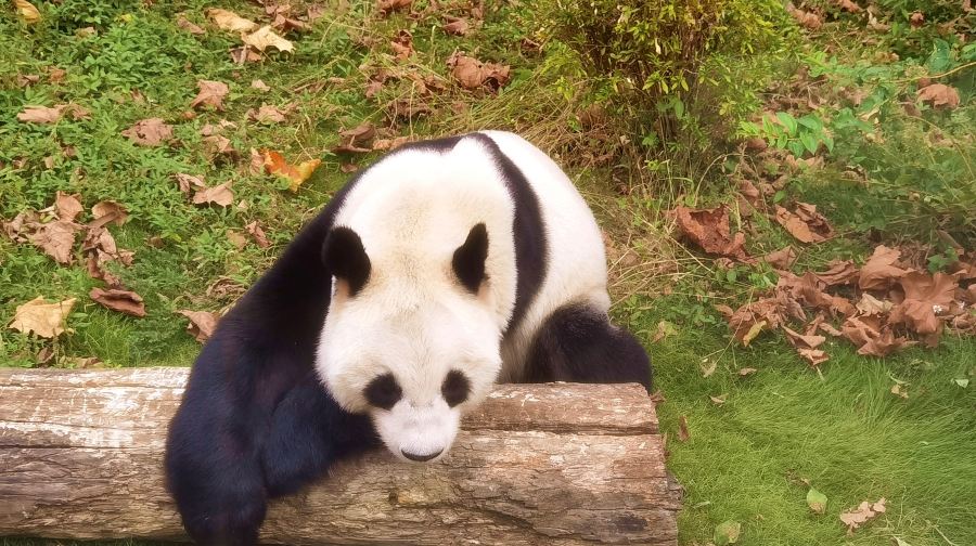 凤凰中华大熊猫苑