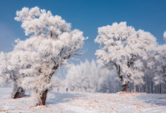 雾凇岛景点图片