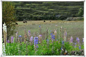 新都桥游记图文-明知蜀道难，偏爱蜀道行 ——再行川西之新都桥、朋布西、塔公