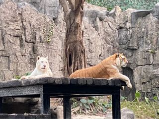 虎年办“虎”事,2022广州长隆野生动物世界自驾游记