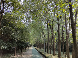 翠竹公园，翠竹青青杉林碧