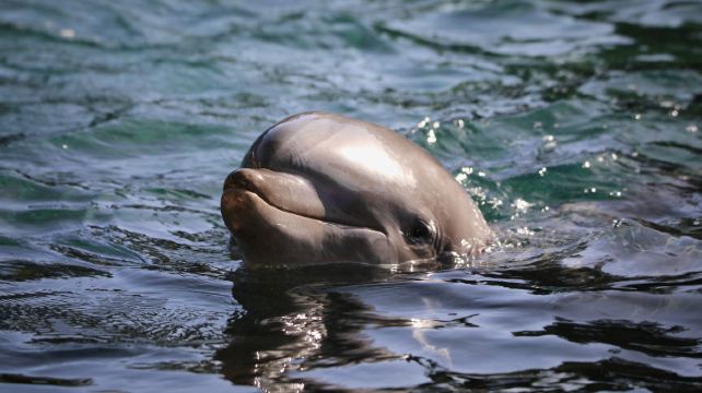 10-Day Orlando Theme Park Tour from Miami·Miami City Tour, Everglades National Park, Key West, Fort Lauderdale, Palm Beach | Small Group Tour of 2-14 Pax | Admission Tickets 