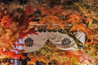 馥府京都，2022京都红叶季最浪漫的邂逅