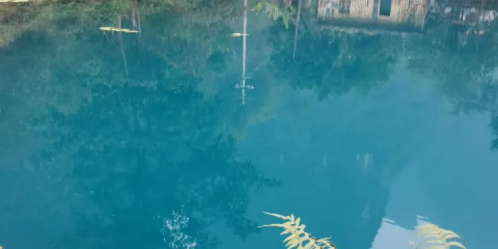 九頓天窗海菜花觀賞基地