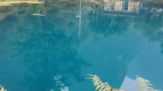 九頓天窗海菜花觀賞基地
