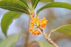 桂花公园-长沙-IvanFC