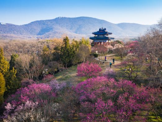 梅花山