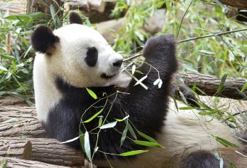 【2-8人私家团】三星堆博物馆+熊猫谷&含门票&上门接送【[省心游]老司机全程管家式服务，让你放心游玩没有后顾之忧；】