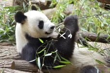 熊猫谷-都江堰