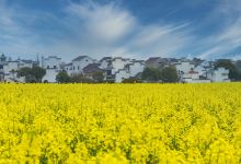 沙洋油菜花景点图片