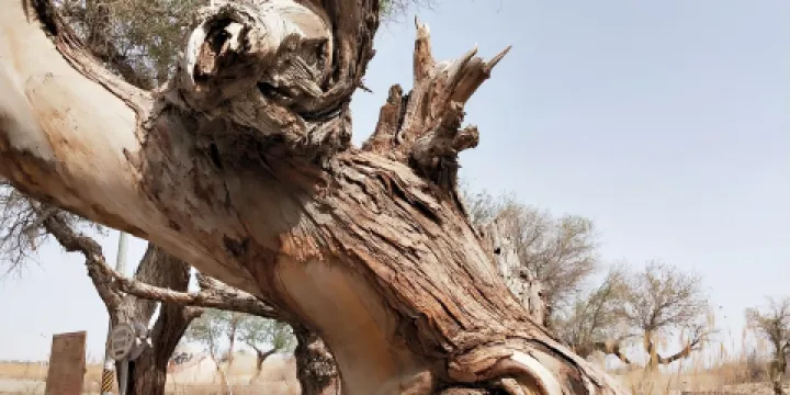塔里木河與塔克拉瑪幹遊覽區