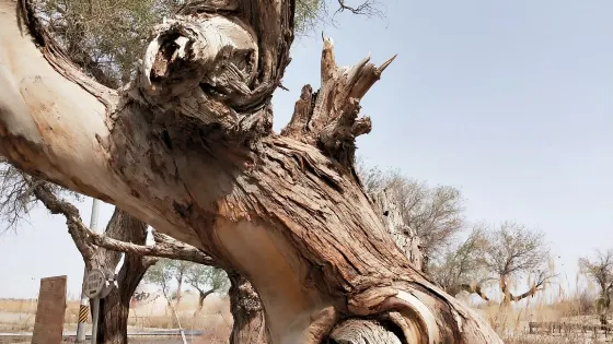 塔里木河與塔克拉瑪幹遊覽區