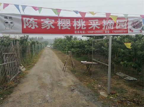 北京大樱桃采摘聚集地，通州西集大樱桃，最好吃是陈家樱桃采摘园