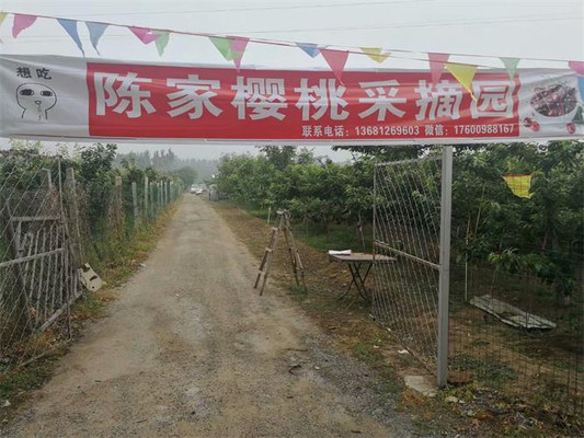 北京大樱桃采摘聚集地,通州西集大樱桃,最好吃是陈家樱桃采摘园