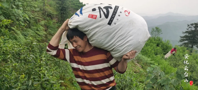来安化云台山风景区带你走进春茶采制正当时
