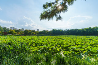 昆明喊你来避暑 | 翠湖荷花安排上~
