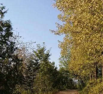 鮑旗寨寫生基地觀景台