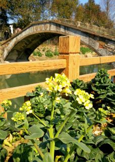 阳澄湖美人腿风景区-苏州-一杯清茶看春秋！