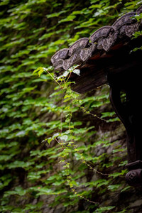 宇城市游记图文-隐秀 | 三角梅开迎夏归