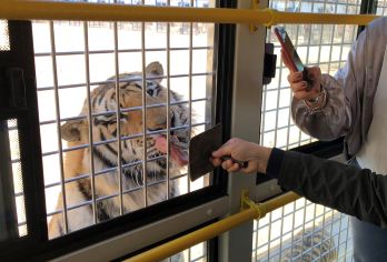 东北虎林园+冰雪大世界+太阳岛风景区一日游【私家小团】【私密出行尽享轻奢体验，非传统意义司机兼向导-多为友善的当地人，用对待朋友的方式带你玩遍冰雪之都】