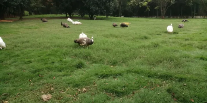 鄱陽湖濕地科學園-鶴園
