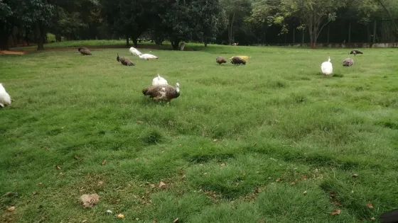 鄱陽湖濕地科學園-鶴園