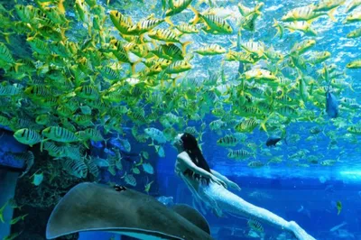 海棠湾豪生潜水
