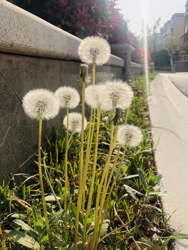 回龙观生态休闲公园旅行图片 2