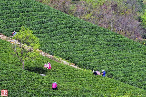 南湾湖畔访茶山 信阳毛尖属明前