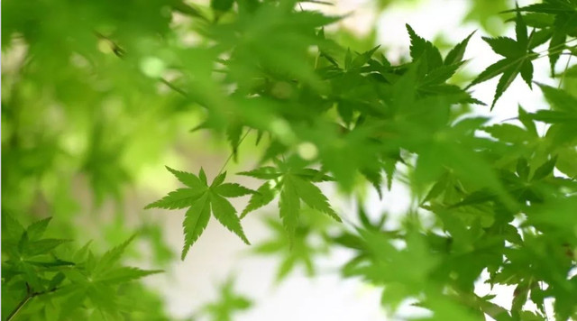 藏在成都附近的高颜值赏花地,吃喝玩乐“一条龙”,用春天的颜色征服你