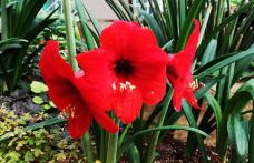 金殿公园赏花-昆明