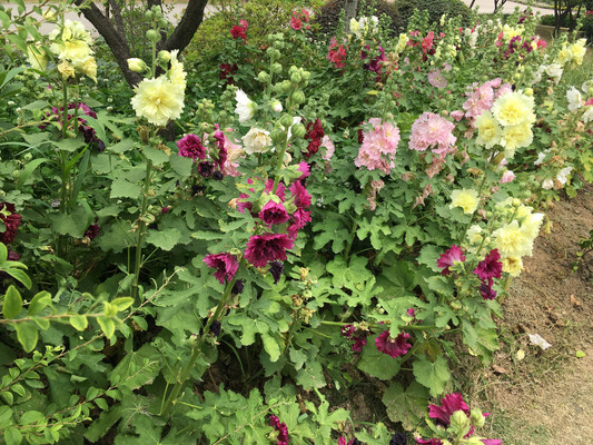 重瓣蜀葵，华丽不输芍药