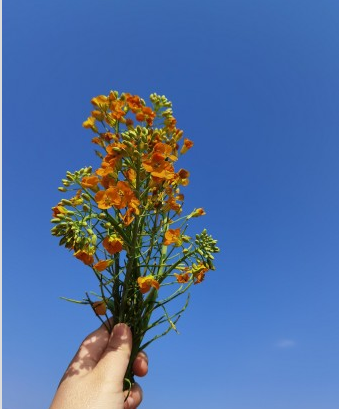 26度·芒果营地