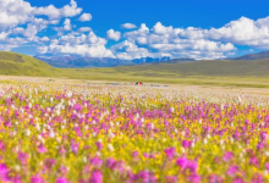 毛垭草原景点图片