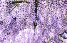 河内藤园-北九州-吴立珍