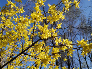 东郊公园的春天